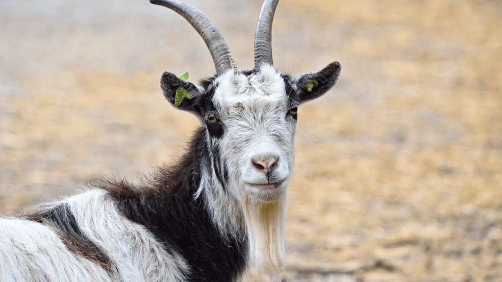 Alpine dairy goat img.