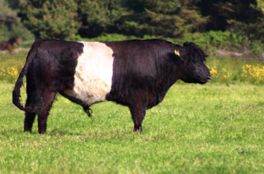 Belted Galloway cow img.