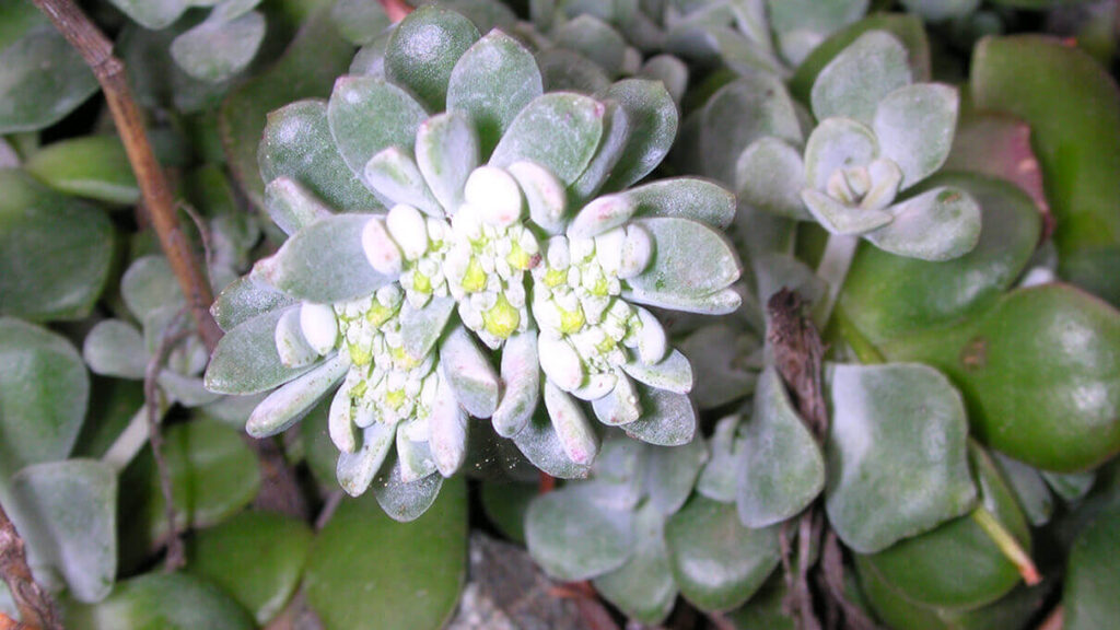 Broadleaf Stonecrop img.
