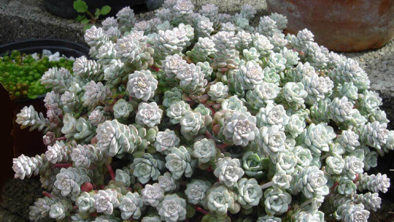 Cape Blanco Stonecrop img.