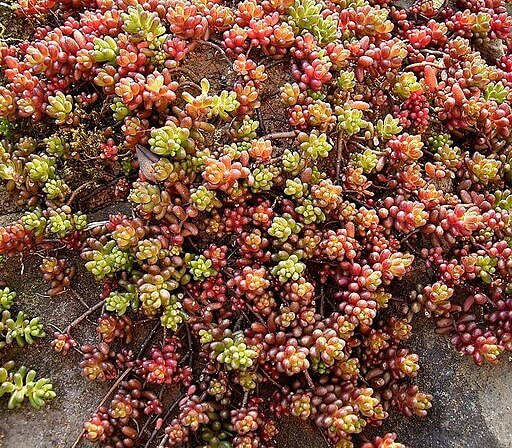 Coral Carpet Sedum stonecrop img.