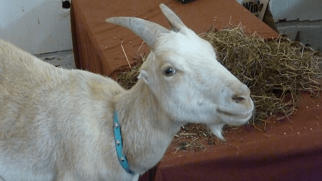 Lamancha dairy goat img.