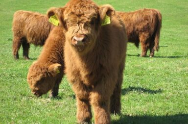 Mini Highland cow img.