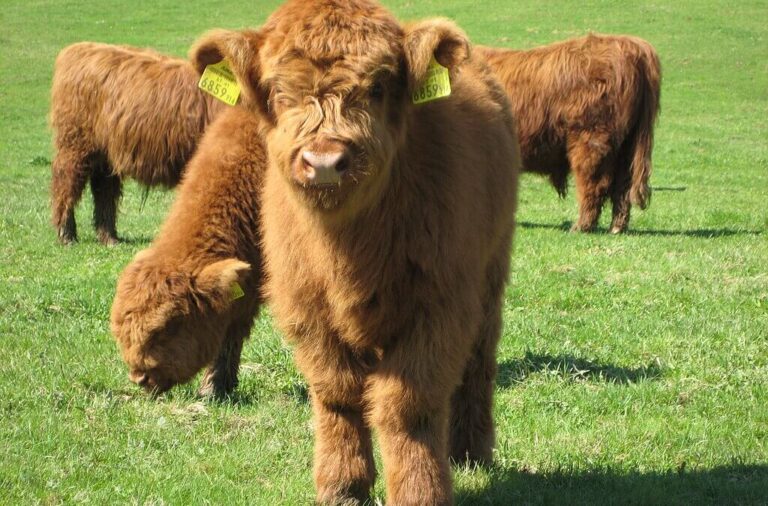 Mini Highland cow img.