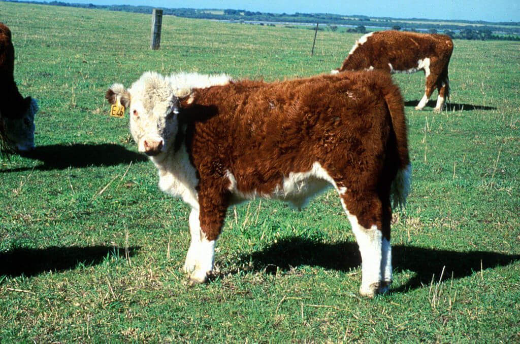 Miniature Hereford img.
