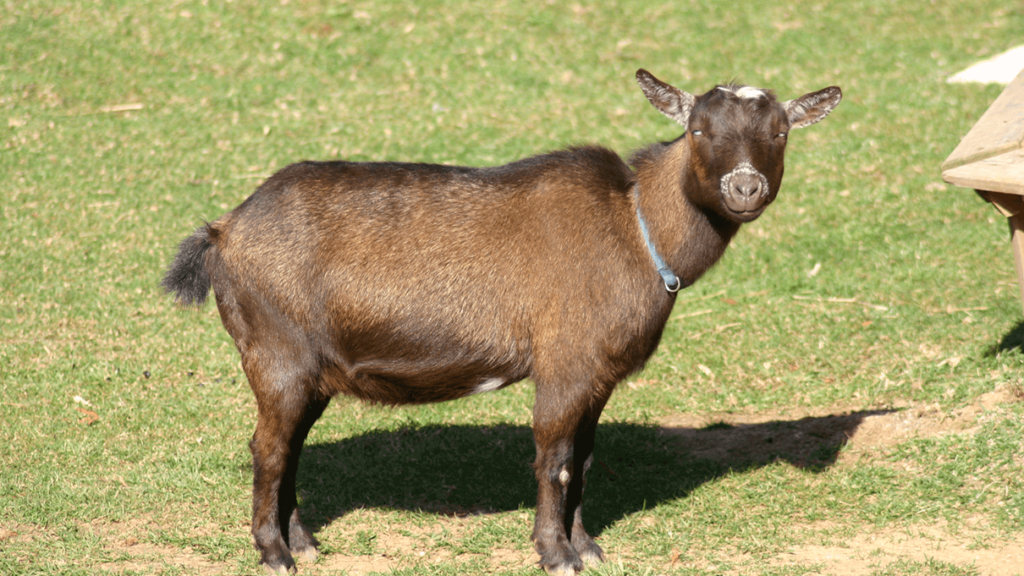 Nigerian Dwarf dairy goat img.