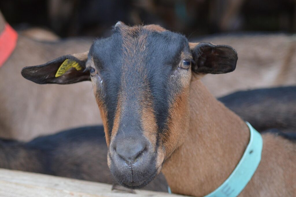 Oberhasli dairy goat img.