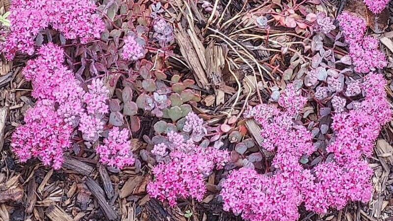 October Daphne (Hylotelephium Sieboldii) stonecrop img.