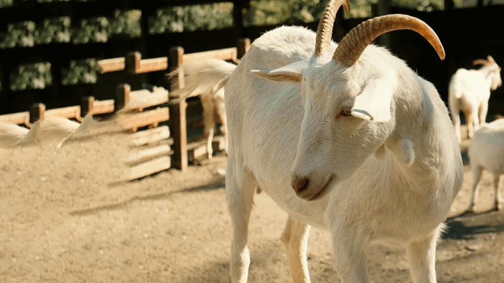 Saanen dairy goat img. 