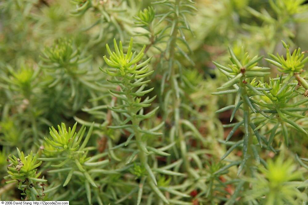 Sedum 'Angelina' stonecrop img.