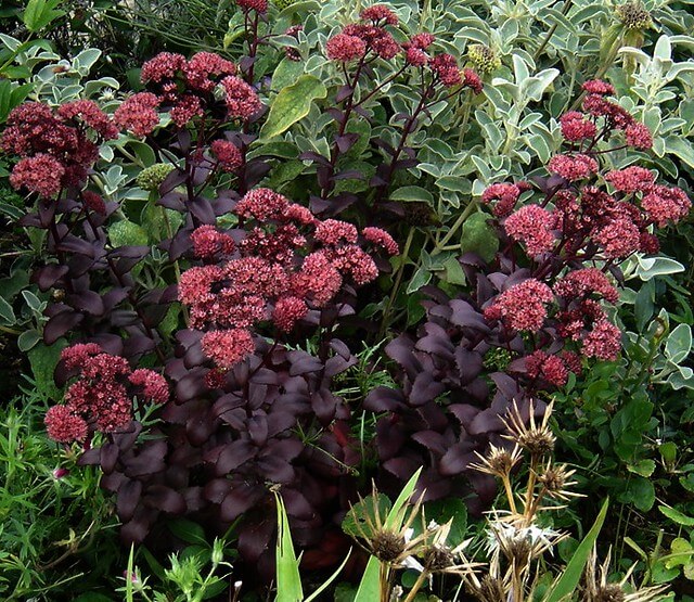 Sedum 'Purple Emperor' stonecrop img.