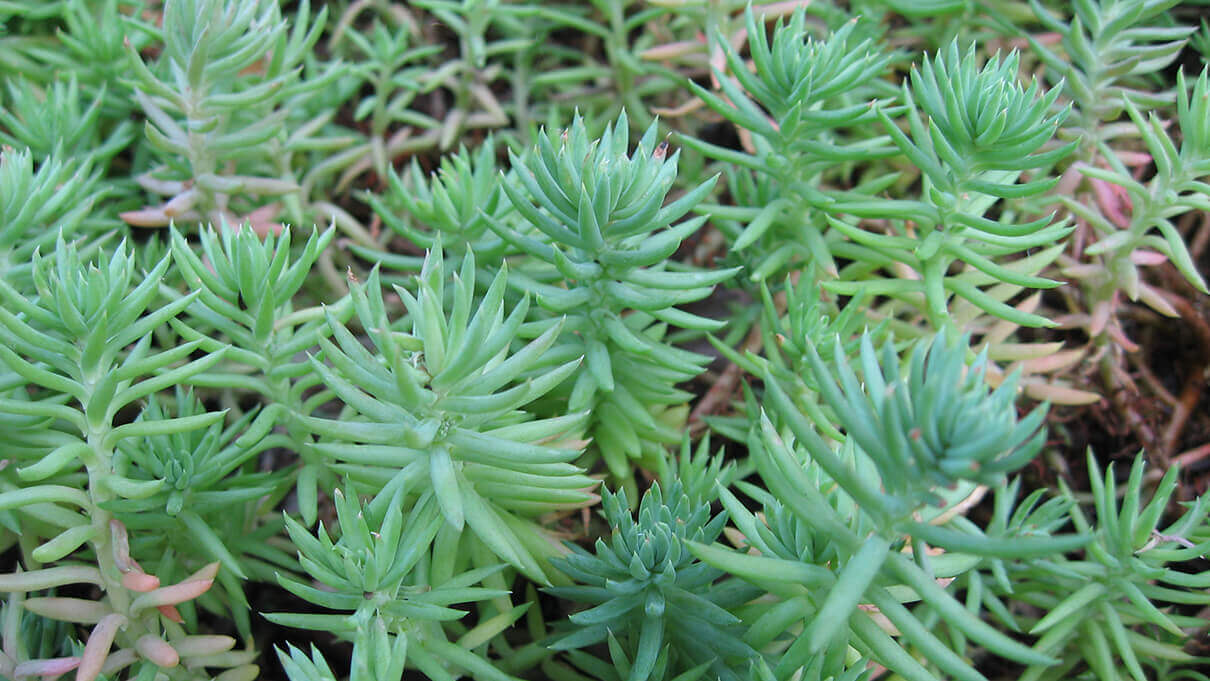 Sedum ‘Blue Spruce’ stonecrop img.