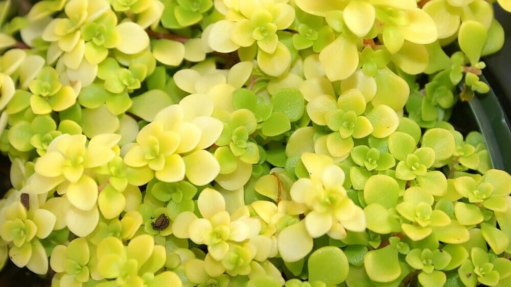 Sedum ‘Ogon’ stonecrop img.