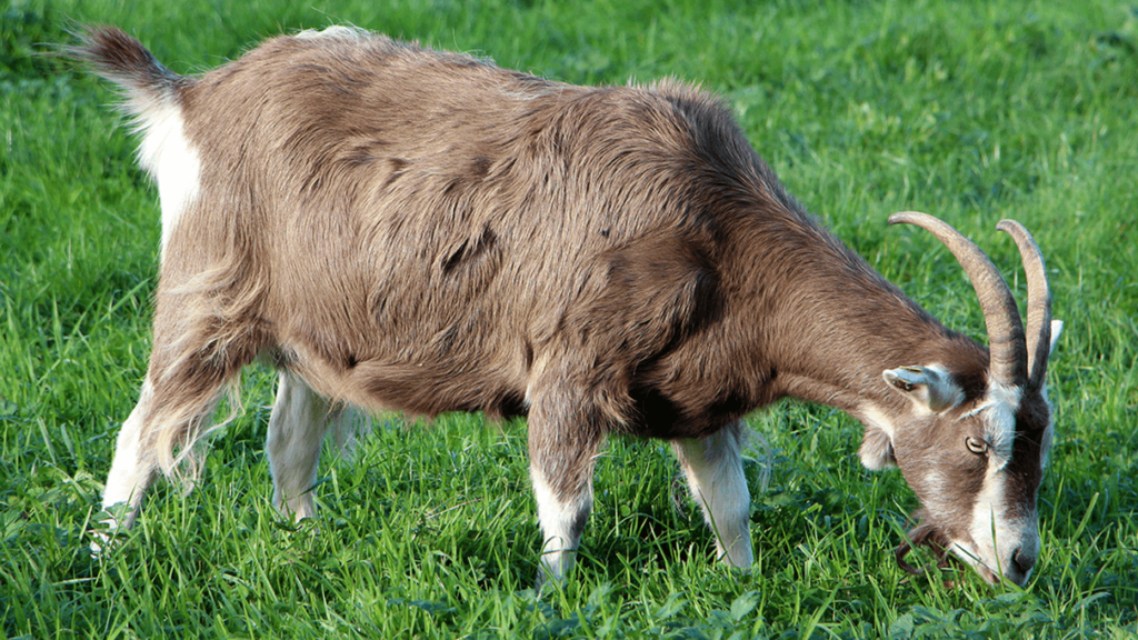 Toggenburge dairy goat img.