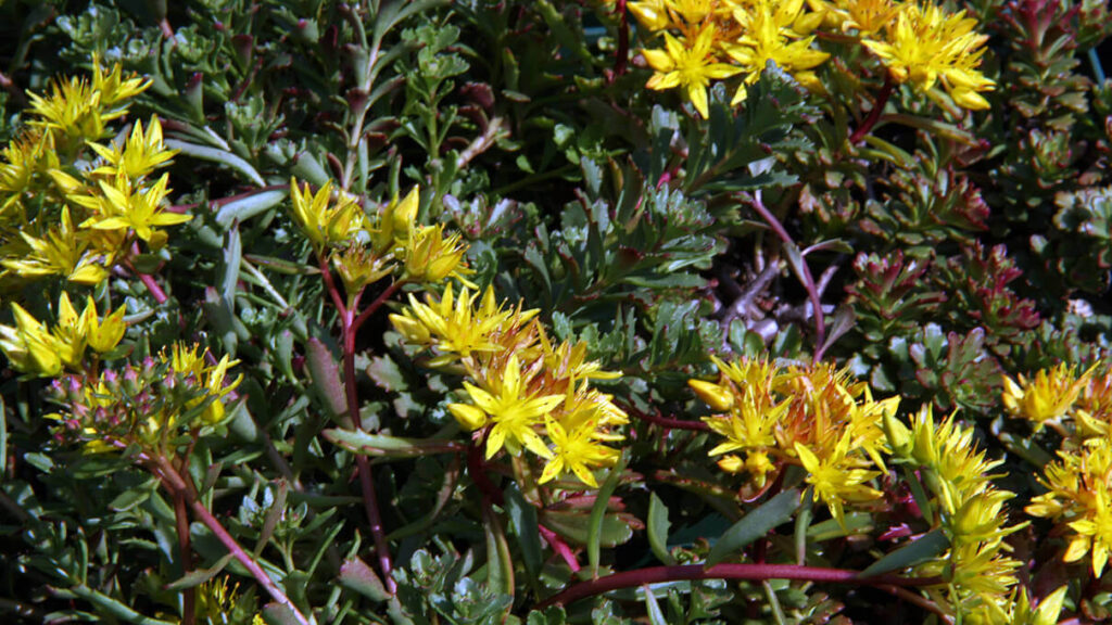 Weihenstephaner Gold Orange Stonecrop img.