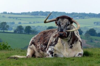 English Longhorn cattle img.