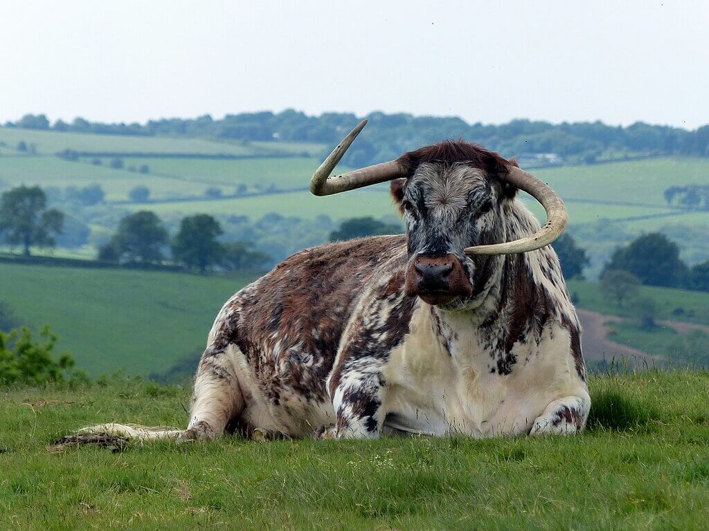 English Longhorn cattle img.