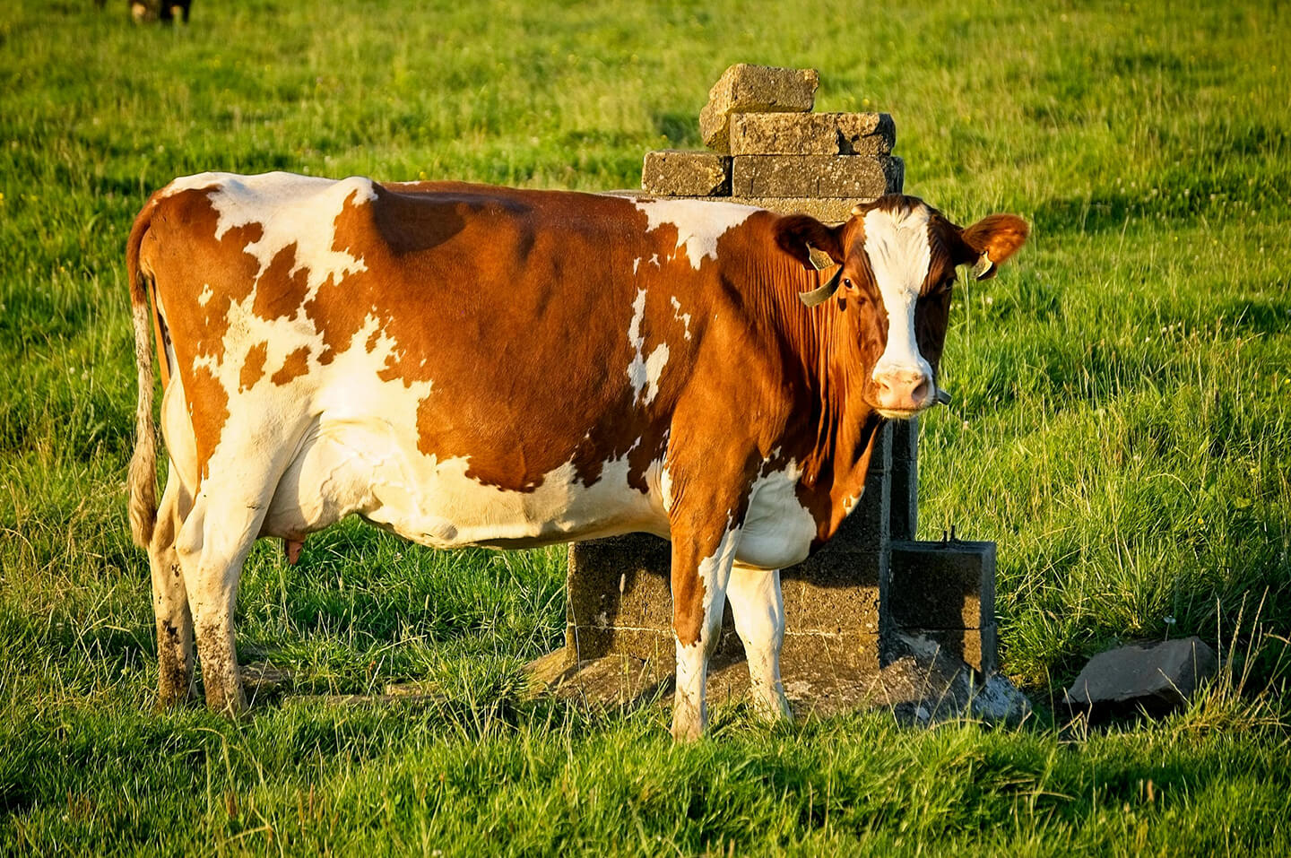 Montbéliarde cattle img.
