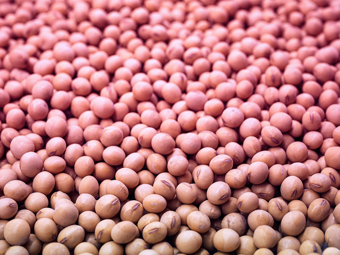 Soybean img.