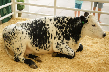 Speckle park cattle img.